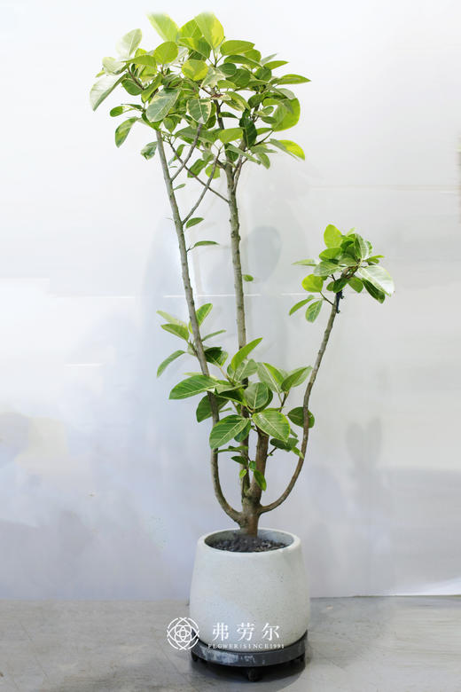 圆黑点盆-富贵榕 商品图0