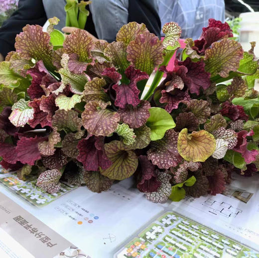 瓶子草 商品图2