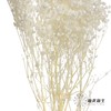 永生花材 | 梦幻星白色 商品缩略图2
