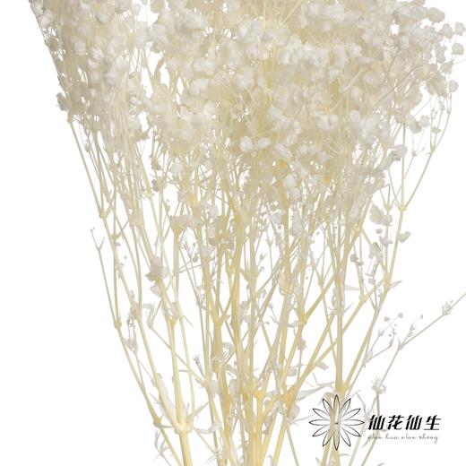 永生花材 | 梦幻星白色 商品图2