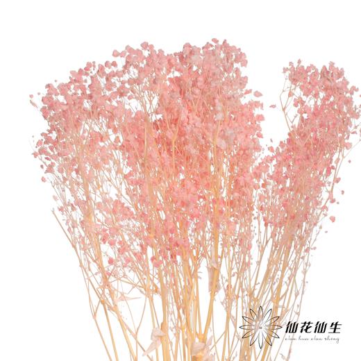 永生花材 | 梦幻星粉色 商品图1