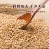 【买2送1，燕麦米500g】当季新粮，纤长饱满，原色原香，弹糯细腻，营养满满！内蒙古胚芽煮粥五谷杂粮粗粮 商品缩略图3