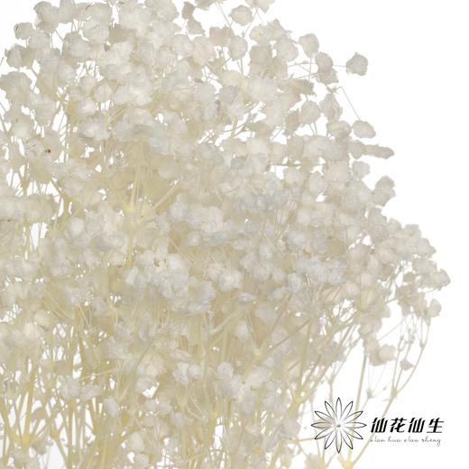 永生花材 | 梦幻星白色 商品图1