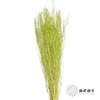 永生花材 | 小时草绿色 商品缩略图0