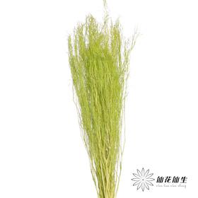 永生花材 | 小时草绿色