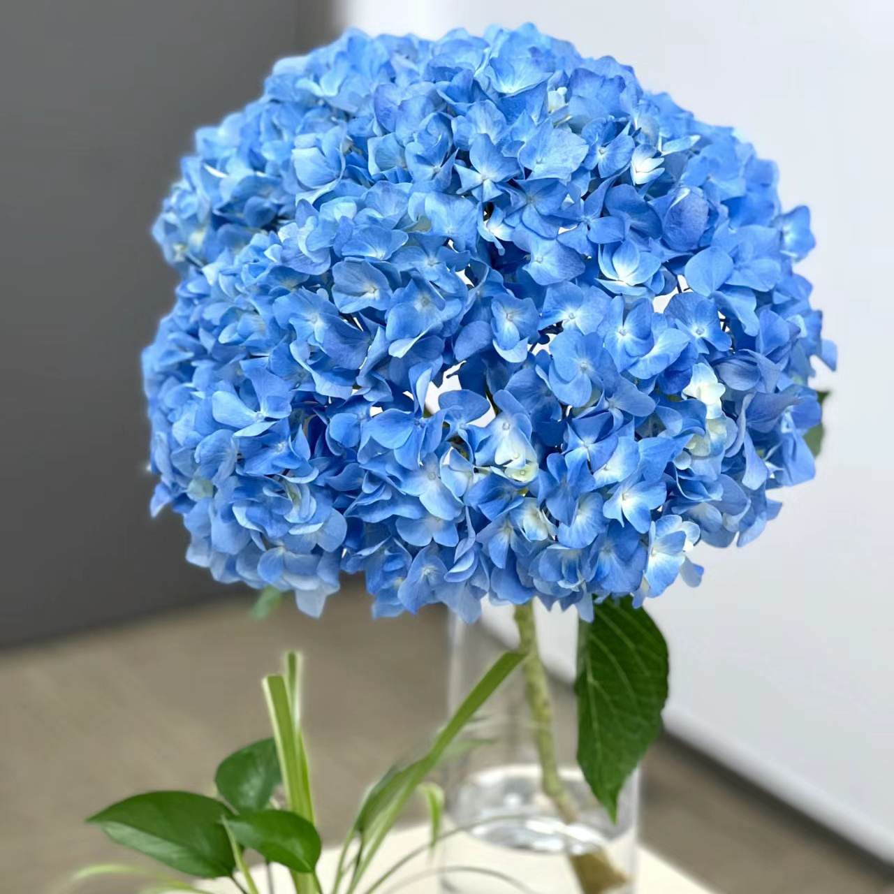 海蓝丨绣球丨1株