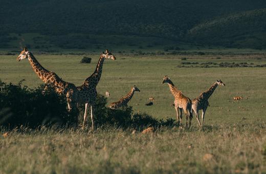 为什么动物不会迷路？ 商品图0