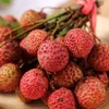 桂花香荔枝（300±20g） 商品缩略图1