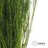 永生花材 | 小时草墨绿 商品缩略图3