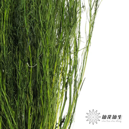 永生花材 | 小时草墨绿 商品图3