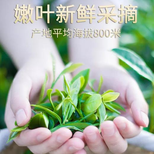 蓝焙2025年新春茶叶湖北雨前浓香高山富硒茶炒青一芽两叶一级口粮绿茶 商品图1