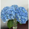 海蓝丨绣球丨1株 商品缩略图1
