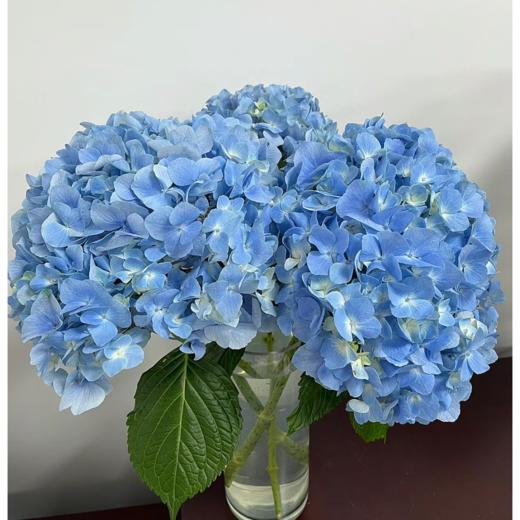 海蓝丨绣球丨1株 商品图1