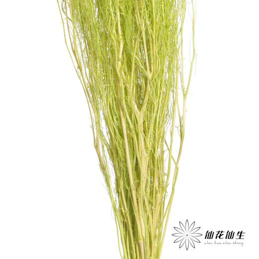 永生花材 | 小时草绿色 商品图2