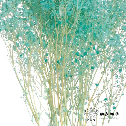 永生花材 | 梦幻星蒂芙尼蓝 商品图4