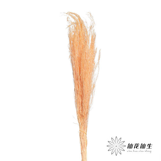 永生花材 | 小时草香槟 商品图0