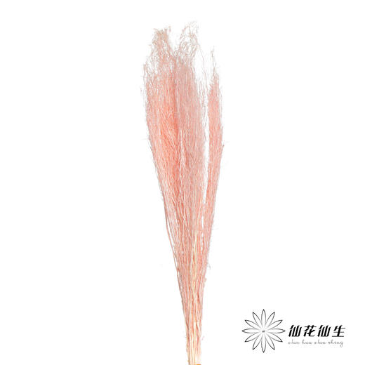 永生花材 | 小时草粉色 商品图0