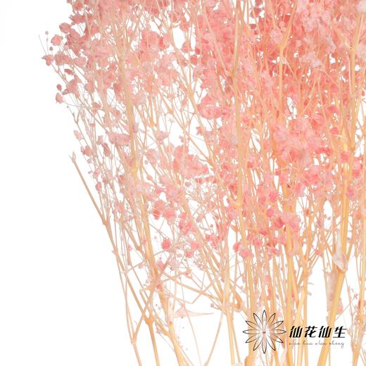 永生花材 | 梦幻星粉色 商品图2