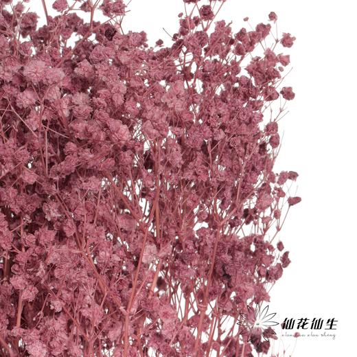 永生花材 | 梦幻星葡萄紫 商品图4