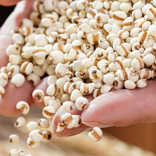 【买2送1，贵州薏仁米500g】新鲜去壳，软糯易煮，米香浓郁，小薏米红豆薏米茶原料五谷杂粮粗粮真空新货 商品图4