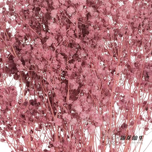 永生花材 | 梦幻星葡萄紫 商品图1