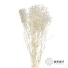 永生花材 | 梦幻星白色 商品缩略图0