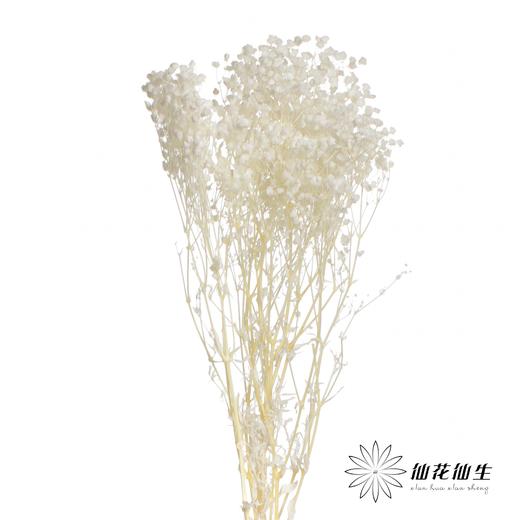 永生花材 | 梦幻星白色 商品图0