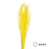 永生花材 | 小时草黄色 商品缩略图0