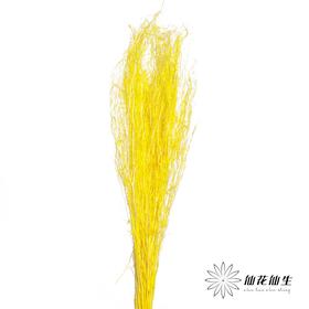 永生花材 | 小时草黄色