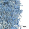 永生花材 | 梦幻星蓝色 商品缩略图3