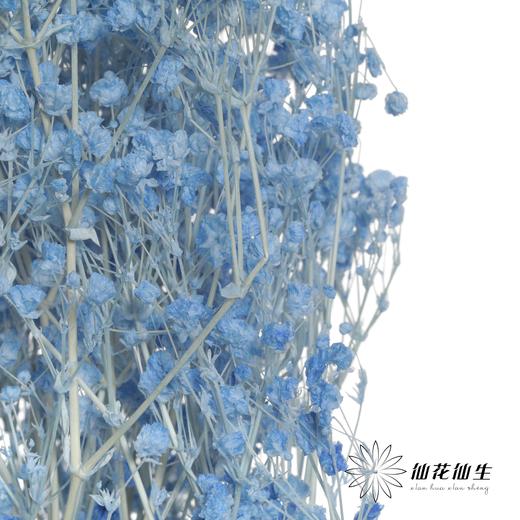 永生花材 | 梦幻星蓝色 商品图3