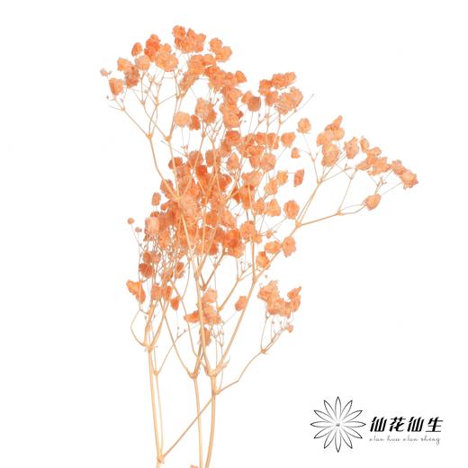 永生花材 | 梦幻星橙色 商品图0