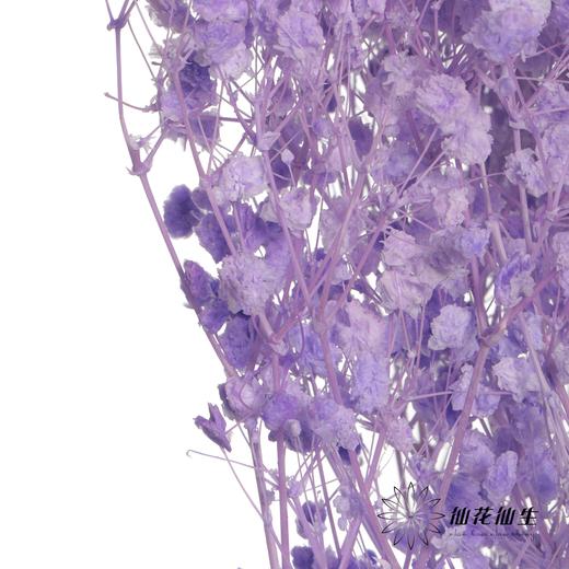 永生花材 | 梦幻星紫色 商品图2