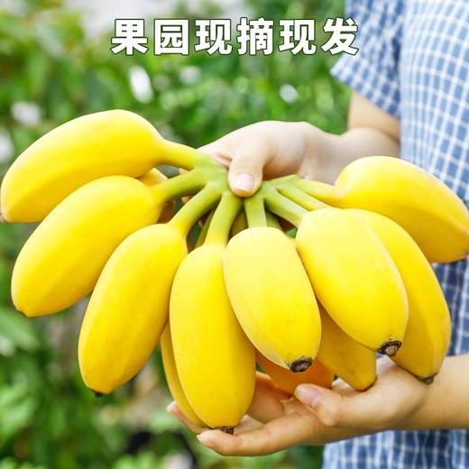 正宗苹果蕉香蕉新鲜水果9斤装 商品图1