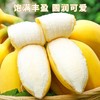 正宗苹果蕉香蕉新鲜水果9斤装 商品缩略图2