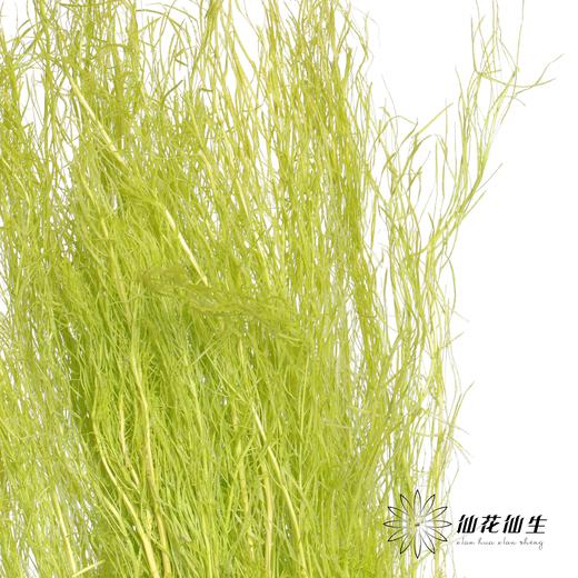 永生花材 | 小时草绿色 商品图1