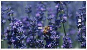 睡前嚼两颗，轻松助好眠！