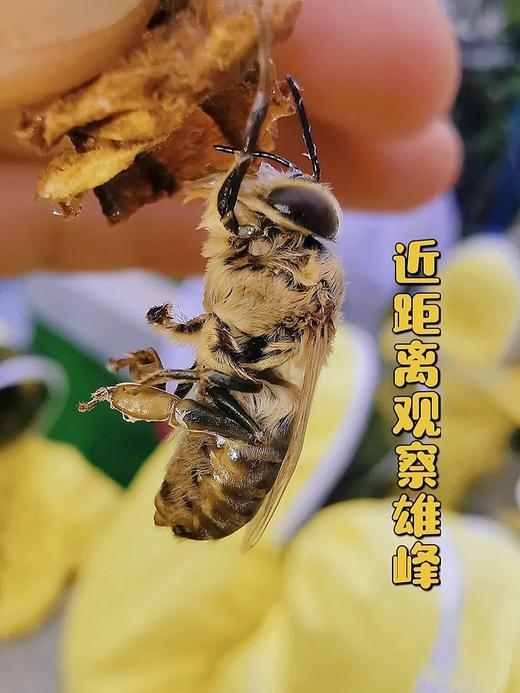 蜜蜂王国1日亲子徒步，蜜蜂小达人征战缥缈峰，徒步6公里，穿越茶林、山脊、村落，古法摇桶蜜、找蜂王，田野蜜蜂课堂，短车程趣玩 商品图0