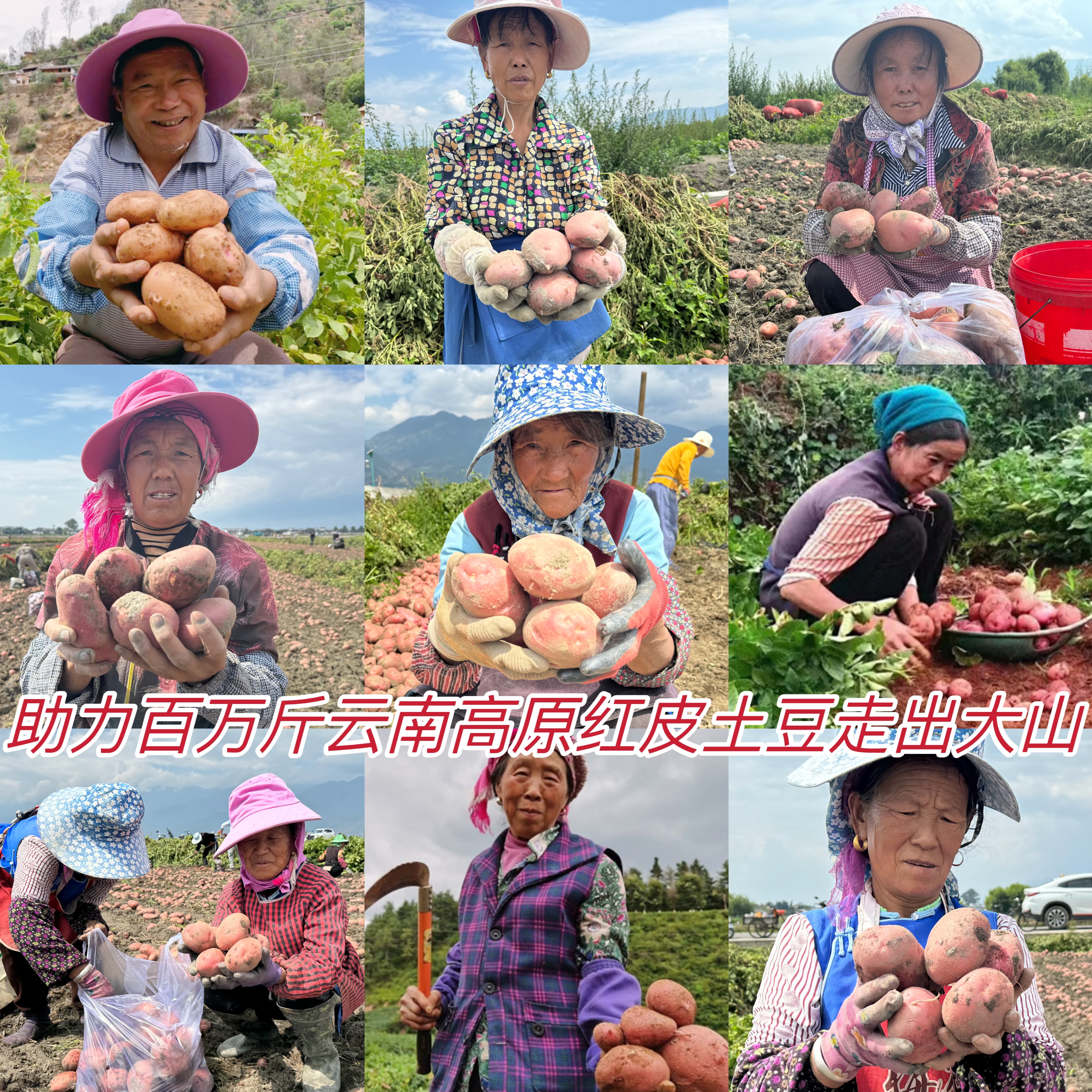 【云南红皮小土豆9斤】| 农家自种，更糯更面更香甜，皮薄肉黄，老人小孩吃得放心~