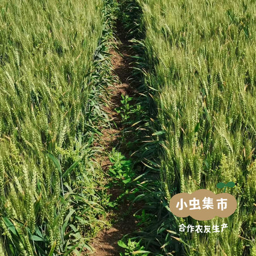 生态焦饼（三种口味）3袋 170g/袋 | 合作农友生产，产自河南新乡，生产者：谭波、园春 *【公平贸易农人定价】 商品图4