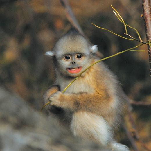 《守望雪山精灵：滇金丝猴科考手记》 商品图6