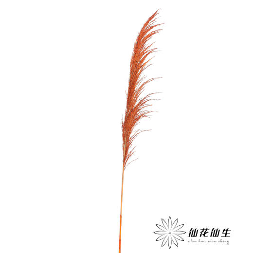 永生花材 | 铁杆芦苇橙色 商品图1