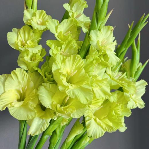 剑兰丨绿色丨10支 商品图2
