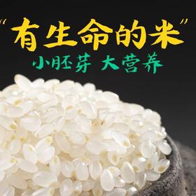 【“有生命的米”！大米鲜胚芽米】农家种植，保留大米胚芽，小胚芽，大营养！粳米谷物米搭配