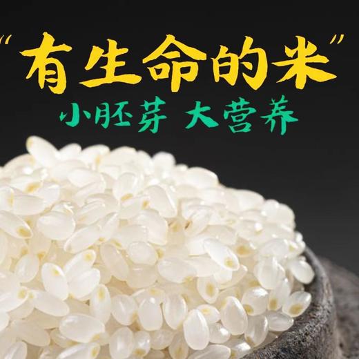 【“有生命的米”！大米鲜胚芽米】农家种植，保留大米胚芽，小胚芽，大营养！粳米谷物米搭配 商品图0