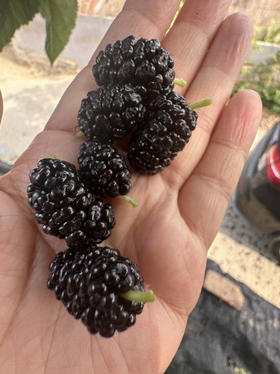 山里半野生状态的桑葚！新鲜桑葚遍身长着小刺。当它熟透了以后，小刺就软了，摘一个放进嘴里轻轻一咬，流汁淌液，一种蜜滋滋的甜味儿，一直渗到心里。7两/盒