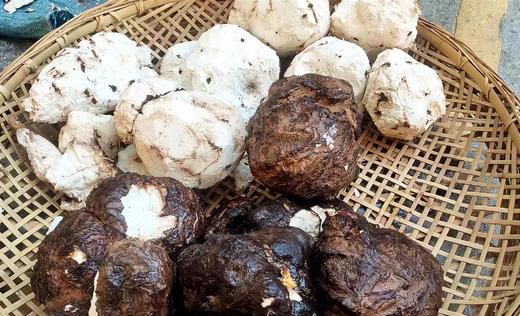 茯苓|云南永仁深山 商品图2