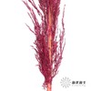 永生花材 | 铁杆芦苇玫红 商品缩略图1