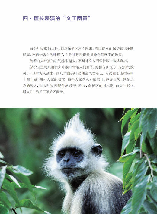 《探秘喀斯特精灵：白头叶猴科考实录》 商品图13