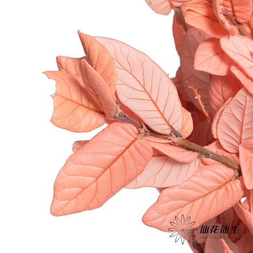 永生花材 | 黄金叶粉色 商品图1